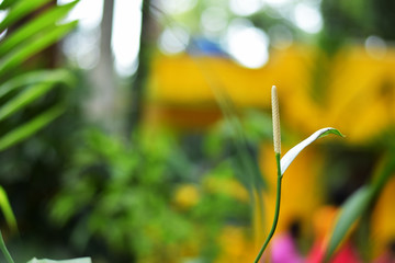 yellow flowers in the garden