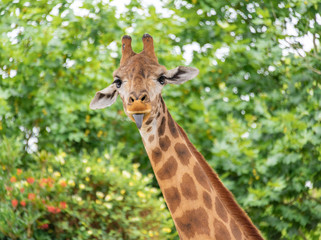 A close-up of a giraffe in a Shanghai safari park
