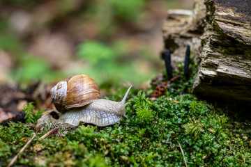 Snail in the big forest