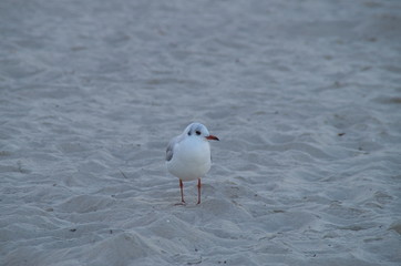 Einzelne Möwe am Strand