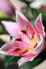 Fototapeta na wymiar Flores varias rosas petalos naturaleza 