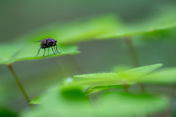 Fly on a leaf