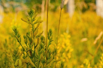 field of yellow flowers