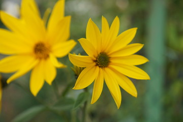 yellow flowers in the garden jerusalem artichokes,sunroot, sunchoke, or earth apple,