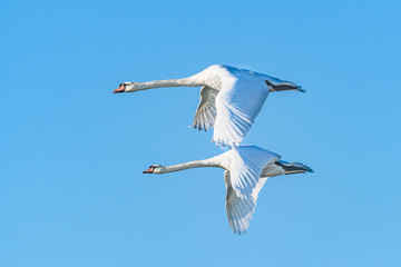 fliegende Schwäne