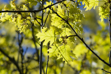 green yellow lightning leaves on a tree in spring blue sky