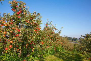 Fototapeta na wymiar Apple garden
