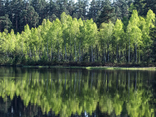Fototapeta na wymiar Mazurski Park Krajobrazowy rezerwat Zakret w którym wystepują których występują tzw. wyspy pływające.