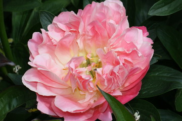 Flores varias rosas petalos naturaleza 