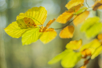 Obraz premium Closeup of colorful leaves in beautiful autumn season