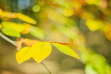 Obraz premium Closeup of colorful leaves in beautiful autumn season