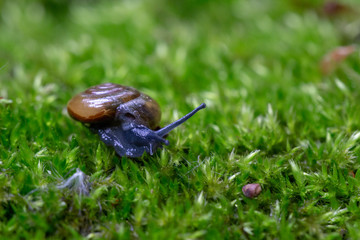 Snail on a green leaf