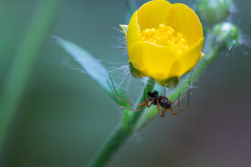 Spider on a leaf