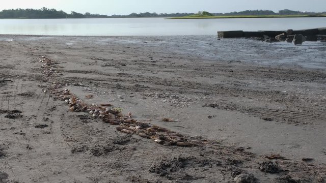 wrack line of discarded shrimp heads washed on a beach in Topsail Island, a byproduct of the North Carolina commercial fishing industry