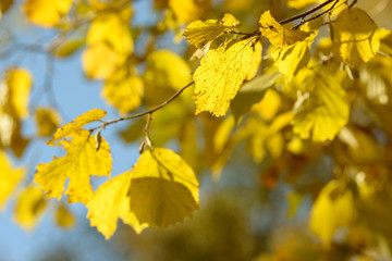 Beautiful colorful leaves in autumn forest. Red, orange, yellow, green and brown autumn leaves. Hazel foliage. Seasonal background.
