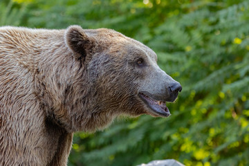 Brown Bear