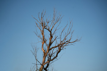 Fototapeta na wymiar dry dead tree branches against the sky in the desert during the drought seasons