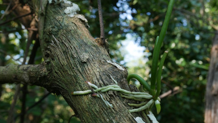 Green trees on the green forest.