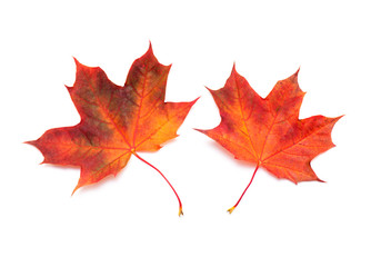 Two red Maple Leaves, autumn Maple Leaf isolated on white Background, top View