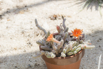 オレンジの花を咲かせるサボテン