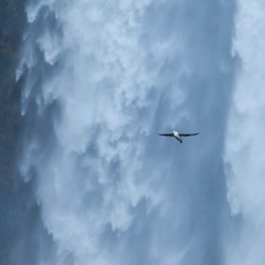 FULMAR (Fulmarus glacialis),Skogafoss,  Southern Iceland, Iceland, Europe