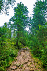 The stony path into the Black Forest, Germany