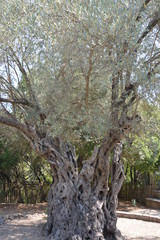Butterfly valley, Petaloudes, Rhodes island, Greece.