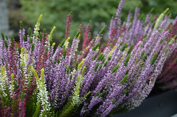 Obraz premium , wrzos, ziele, zieleń, kwiat, kwiatowy, kwiat, aromat, roz, flora, bliska, kwitnienie, jary, naturalny, 