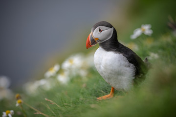 Beautiful Atlantic Puffin