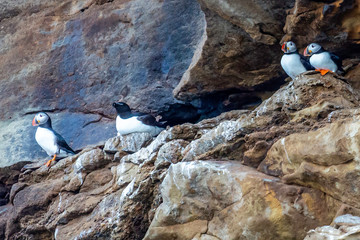 Fototapeta premium Puffins on Ledge