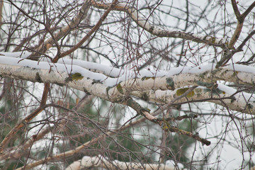 a birch surface in the garden