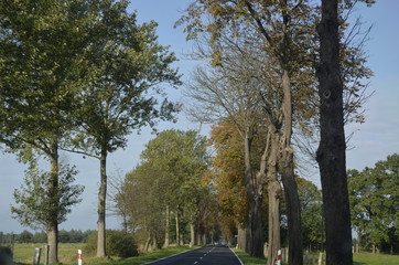 drzew, krajobraz, charakter, niebo, bory, jary, drzew, droga, jesienią, gras, blękit, pola, zieleń, countryside, kraj, obszarów wiejskich, park, drewna, chmura, pora roku, hayfield, brzoza, nasłoneczn © Szymon