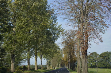 drzew, krajobraz, charakter, niebo, bory, jary, drzew, droga, jesienią, gras, blękit, pola, zieleń, countryside, kraj, obszarów wiejskich, park, drewna, chmura, pora roku, hayfield, brzoza, nasłoneczn © Szymon