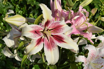 Bouquet de lys Lavon (Zéba)