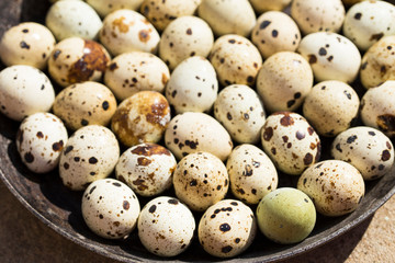 Obraz premium Quail eggs are considered a delicacy in many parts of the world.
