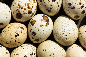 Obraz premium Quail eggs are considered a delicacy in many parts of the world.