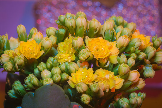 Indoor; yellow potted succulents, kalanchoe kalanchoe, flowers instilled with drops of water, closeup, bokeh