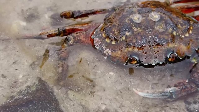 Close up of a crab in shallow water crawling away. Taken in Smogen, Sweden. Handheld left to right pa