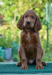 Puppy of Irish Red Setter. looking on the camera
