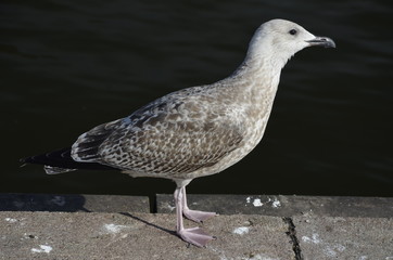 mewa , dzika mewa , biała mewa , port Darłowo  ,Darłówko ,  port , port rybacki , port , statek w darłowie ,most w Darłowie , most w Darłówku , Darłówko , Darłowo , latarnia  morska , plaża Darłówko   © Szymon