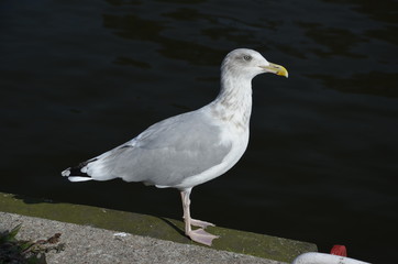 mewa , dzika mewa , biała mewa , port Darłowo  ,Darłówko ,  port , port rybacki , port , statek w darłowie ,most w Darłowie , most w Darłówku , Darłówko , Darłowo , latarnia  morska , plaża Darłówko   © Szymon