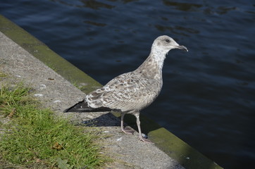 mewa , dzika mewa , biała mewa , port Darłowo  ,Darłówko ,  port , port rybacki , port , statek w darłowie ,most w Darłowie , most w Darłówku , Darłówko , Darłowo , latarnia  morska , plaża Darłówko   © Szymon