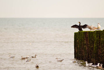 cormoran posé sur des piquets au bord de l'océan