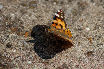 Schmetterling auf Steinboden
