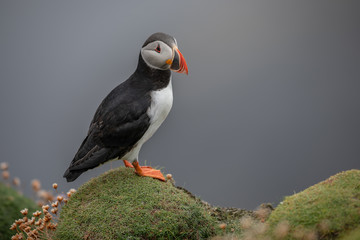 Lonely Puffin on the Shetland coastline