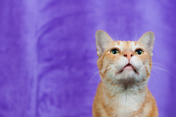 Close up Tiger yellow cat looking studio shot purple background