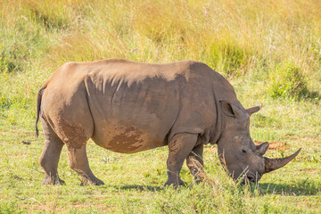 Obraz premium Portrait of a white rhinoceros (Ceratotherium simum), Welgevonden Game Reserve, South Africa.