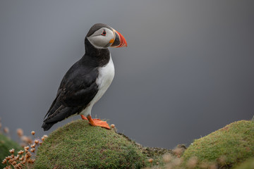 Scottish Puffin