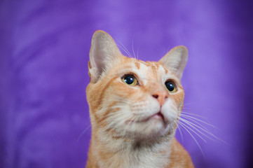 Close up Tiger yellow cat looking studio shot purple background