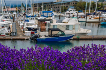 Summer Growth of Lavenders with a Blue Boat in Background